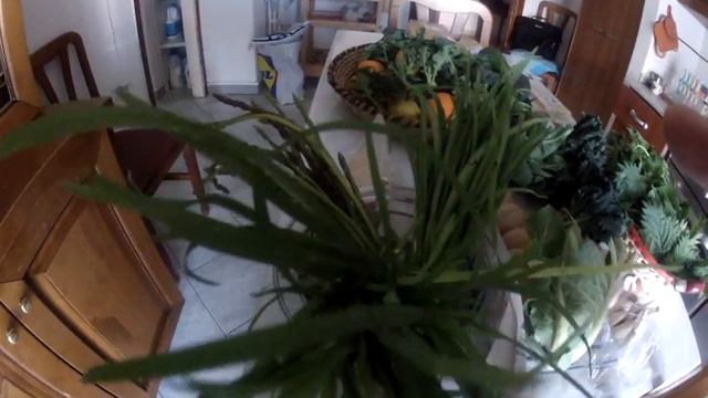 I Racconti Del Milese: The Wild Garlic In Sardinian Cooking  'Allium Triquetrum