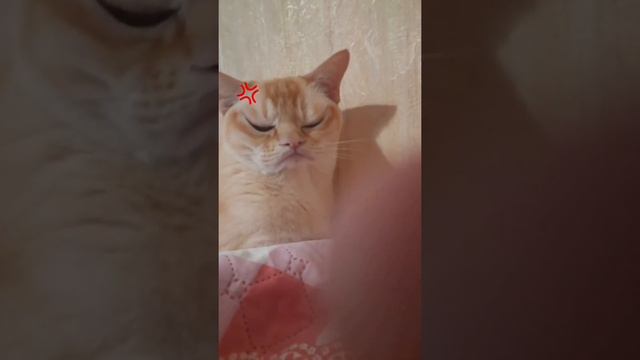 •Смотри маски из ТИК ТОКА• смотреть онлайн