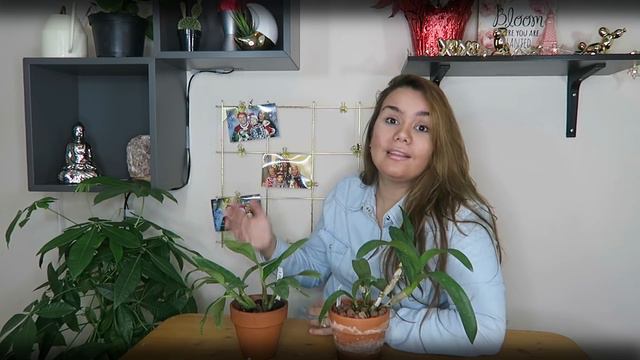 Latoria Dendronium | Diferentes cuidados??? смотреть онлайн