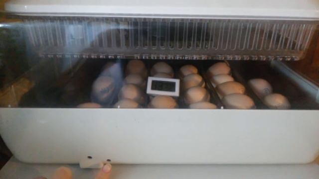 Отзыв о инкубаторе смотреть онлайн