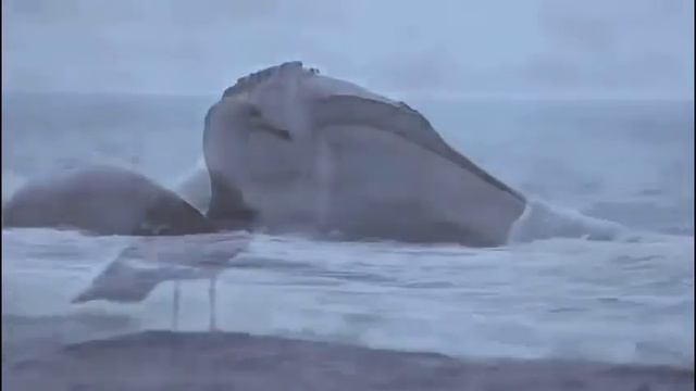Звуки Моря (Sea sounds) смотреть онлайн