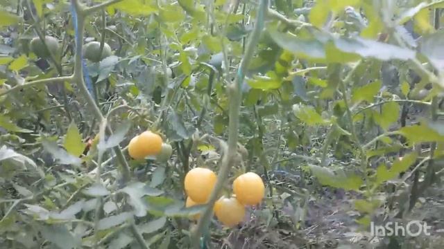 Плоды цвета слоновой кости. Обзор томата Белая вишня