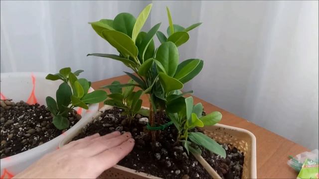 Посадка черенков фикуса Moclame. Осень 2021 #bonsai #BonsaiNaBalkone смотреть онлайн
