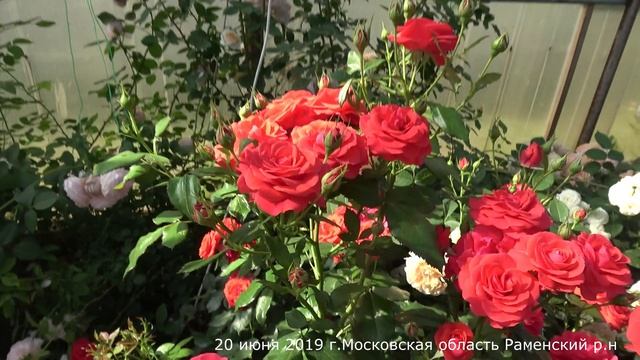 Видео обзор розы Роберт Уинстон (Флорибунда) - Robert Winston (Harkness Англия, 2009) смотреть онлайн