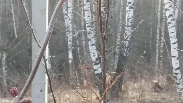 ВЕСЕННИЙ ЛЕС, ЖИВЫЕ ЗВУКИ ПРИРОДЫ, ПЕНИЕ ПТИЦ смотреть онлайн
