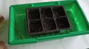 Комнатный перец и томаты. Как вырастить перец и помидоры в домашних условиях?