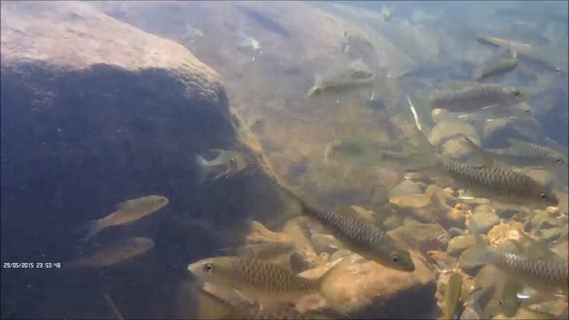 Барбусы (Puntius dorsalis и Puntius pleurotaenia). смотреть онлайн