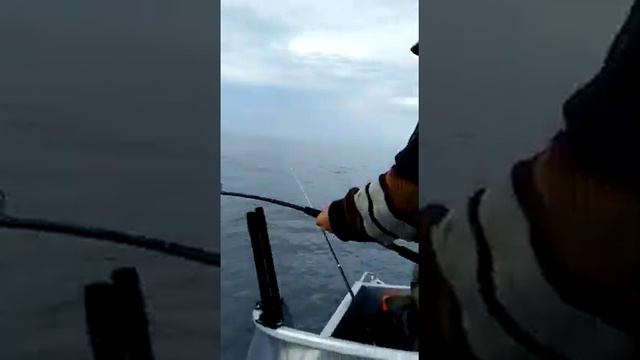 Рыбалка на осьминога смотреть онлайн