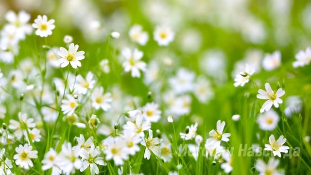 Дети оставили в глухой деревне мать. Но они даже представить не могли, что их ждет...