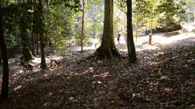 Тайская осень, желтые листья смотреть онлайн