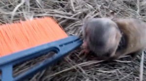 Кто такой Слепыш?