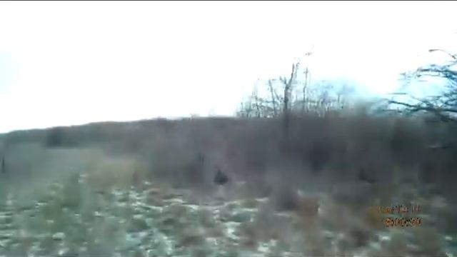 Ягдтерьер кл.Лютый работа по зайцу смотреть онлайн