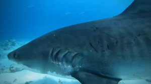 Мальдивы. Акулы - просто Акулы в Индийском океане.