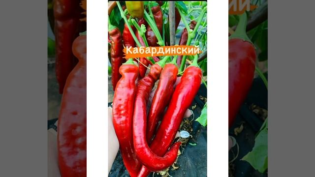 100+ сортов перцев моей коллекции в одном видео! #натальяалтаечка #перец #люблюперец смотреть онлайн
