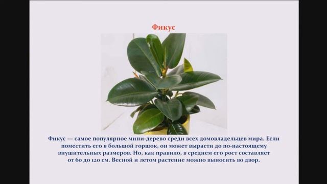 Какие комнатные растения, отлично чистят воздух? смотреть онлайн