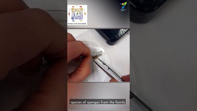 What is the SQT® Spongilla Spicule of Hydrolyzed Sponge Extract？ смотреть онлайн