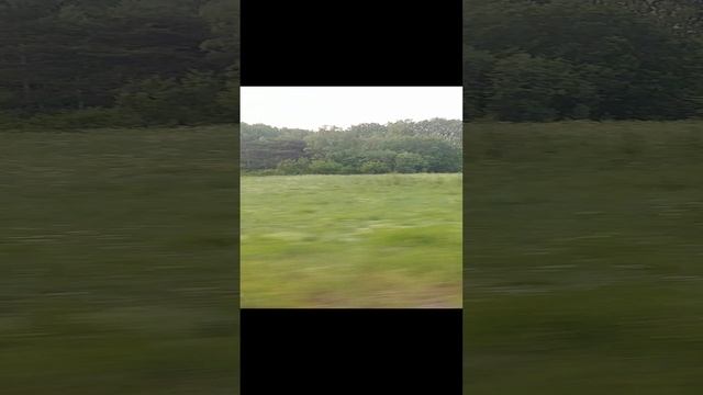 20230627_Карелия. Пейзажи из окна поезда смотреть онлайн