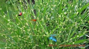 Мискантус китайский Стриктус (miscanthus sinensis) ? обзор: как сажать, рассада мискантуса Стриктус