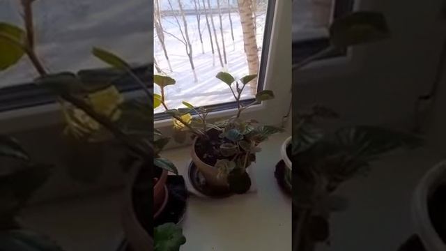 «Өсімдіктердің сиқырлы патшалығы» смотреть онлайн