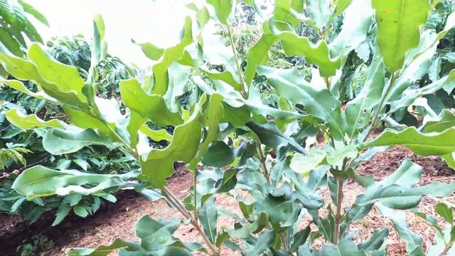 How to branching a Macadamia Tree смотреть онлайн