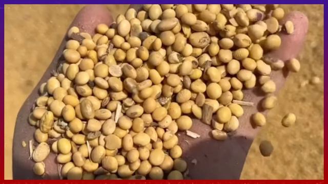 27 फरवरी 2024 आज सोयाबीन में भारी तेजी Soyabean ka bhavSoyaka rate,Soyabean mandi bhav aaj ka bhav смотреть онлайн