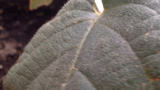 Киви //мои киви //как посадить киви // смотреть онлайн