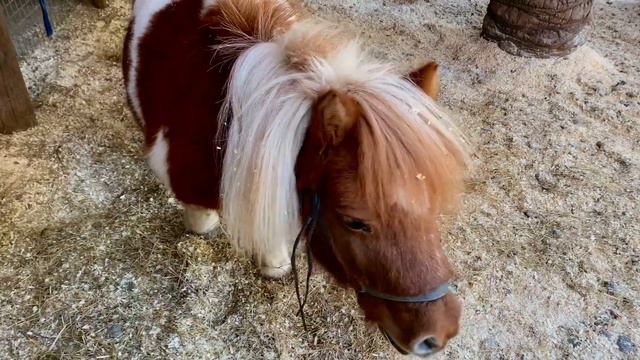 Лошадки, пони и дети. Малыши катаются на лошадях и пони! смотреть онлайн