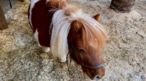 Лошадки, пони и дети. Малыши катаются на лошадях  и пони!