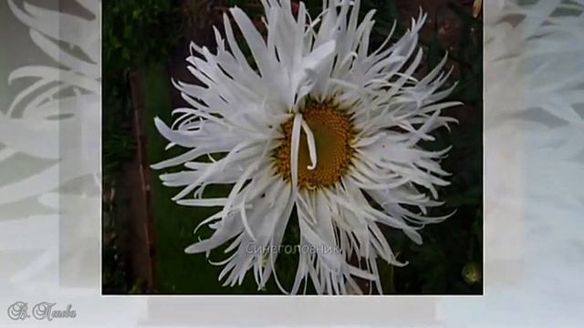 Энциклопедия цветов. Красивые цветы.Часть 4. Encyclopedia of flowers. Beautiful flowers, part 4 смотреть онлайн