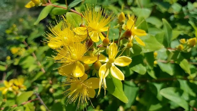 Зверобой кустарниковый | Жизнь в Адлере смотреть онлайн