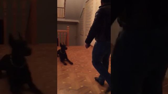 Doberman Lord смотреть онлайн