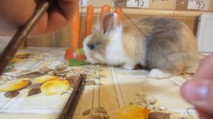 КРОЛИК БАФФИ и ВКУСНЫЙ ДОМ! ДЕЛАЕМ ДОМИК СВОИМИ РУКАМИ! DIY на русском 2017 !  МИЛАШКА БАФФИ