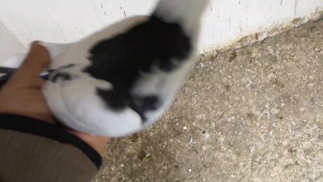 После Атак спустя 4часа прилетел последний голубь.4 hours later, the Dove flew in after the attack смотреть онлайн