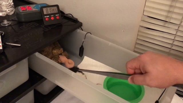 **Warning** Ball Python Feeding Frozen Thawed смотреть онлайн