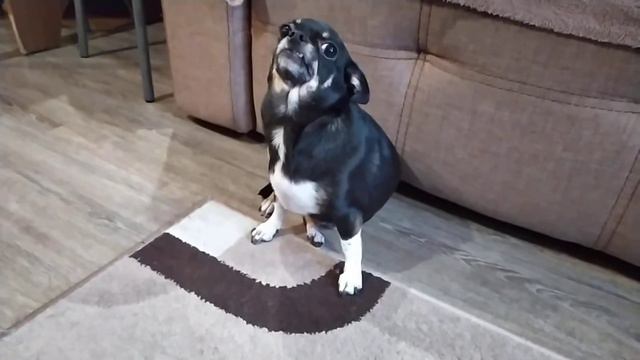 Виноватая собака, чихуахуа Боня смотреть онлайн