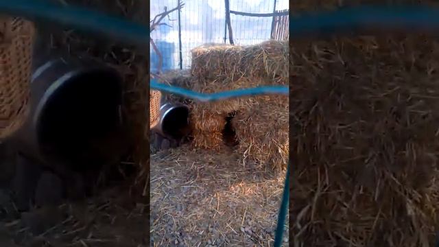 Бешенство напало смотреть онлайн