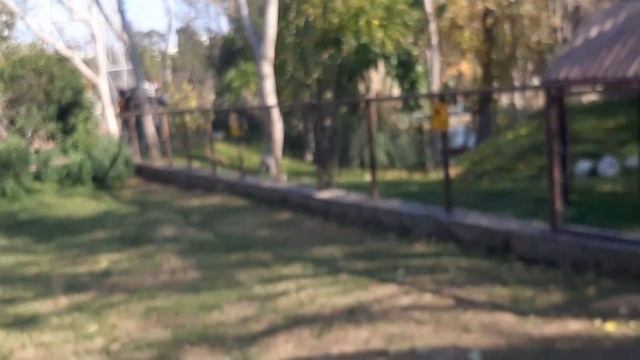 ЗООПАРК В БАКУ С МУРАДОМ - Bakı Zooloji Parkı смотреть онлайн