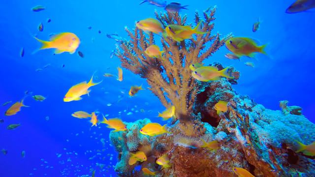 Аквариум, рыбы кораллового рифа, подводная жизнь. музыка для отдыха и сна, антистресс смотреть онлайн