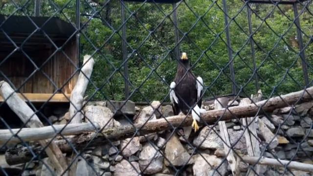 #зоопаркНовосибирск# невиданные животные!