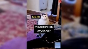 Кот Бендер: «После сеанса с психологом»