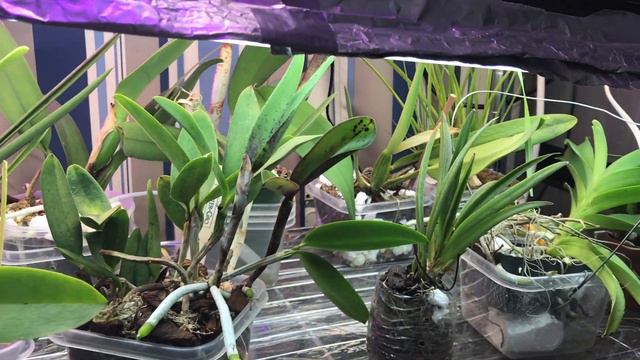 My House plant collection in 60 seconds смотреть онлайн