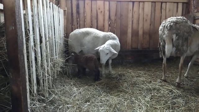 Овцы или кролики, кто выгоднее ,личный опыт. смотреть онлайн