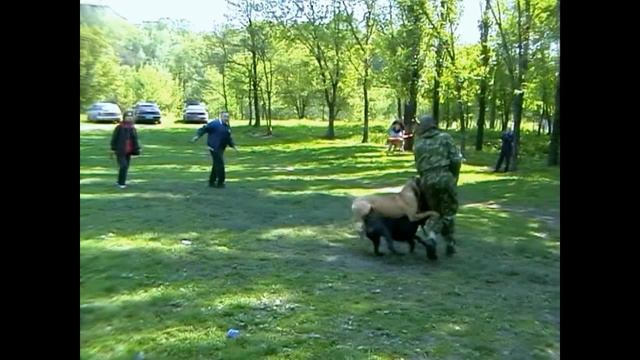 Кане корсо смотреть онлайн