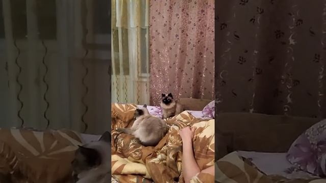 Сиамцы смотреть онлайн