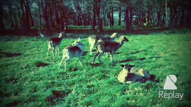 Dublin-one performance)) Дублин:мы развлекались как могли! смотреть онлайн