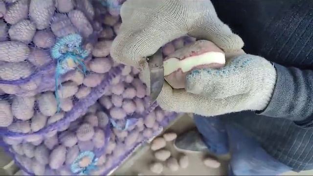 Картофель семенной Ред Скарлет ООО 