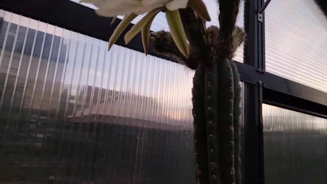 Огромный двухметровый кактус расцвел..Echinopsis Pachanoi.