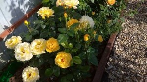 РОЗЫ Ванесса и Артур Белл - СЛАДКАЯ ПАРОЧКА моего розария????