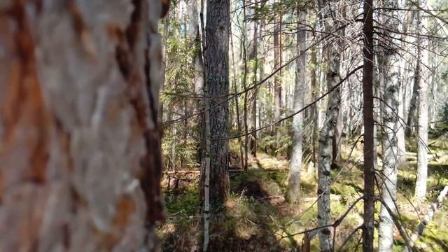 Работа зсл по медведю смотреть онлайн