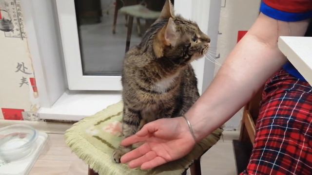 Собаке можно, а мне нет? Да?! смотреть онлайн